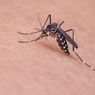 Chikungunya Merebak di Kota Bima, 20 Orang Terjangkit