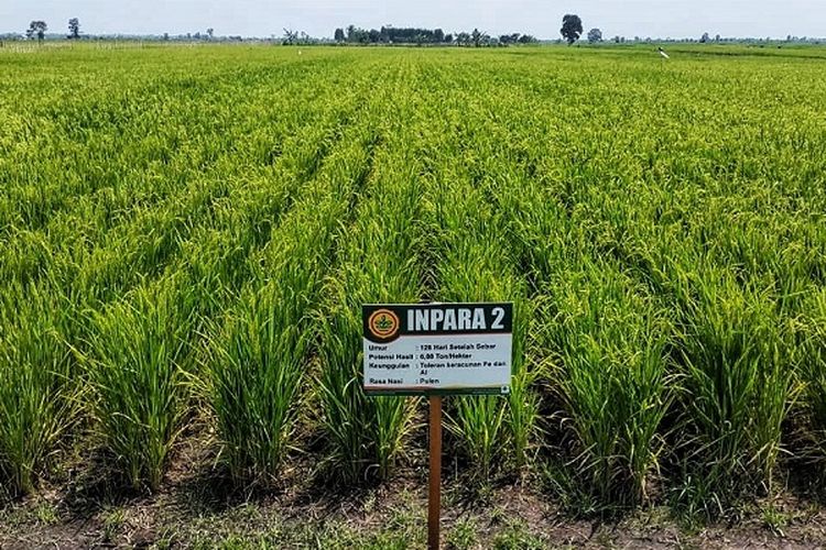 Pertanaman Padi Varietas Inpara 2 di lahan rawa Desa Jejangkit, Kecamatan Jejangkit, Kabupaten Barito Kuala, Kalimantan Selatan pada kondisi pertanaman dihamparan lahan rawa seluas 60 hektare.