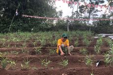 “Korea Selatan Terkenal dengan Ginseng, Indonesia Ada Jahe Merah”