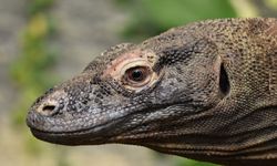 Populasi Komodo di Taman Nasional Komodo Turun, Ini Sebabnya