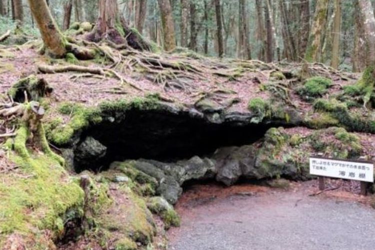 Jumlah korban bunuh diri di hHutan Aokigahara tidak dipublikasikan agar tempat itu tidak semakin populer. (IStock via BBC)