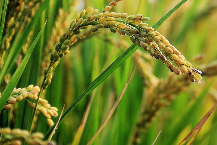Ilustrasi tanaman padi. 