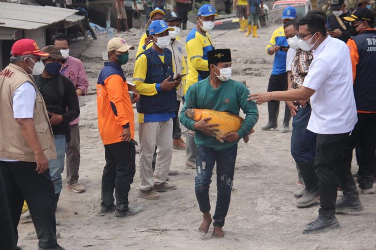 Foto ikan mas selamat dalam bencana erupsi Gunung Semeru dan dibawa oleh seorang warga. (Dokumentasi Khofifah)