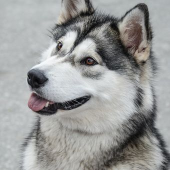 Ilustrasi Alaskan malamute