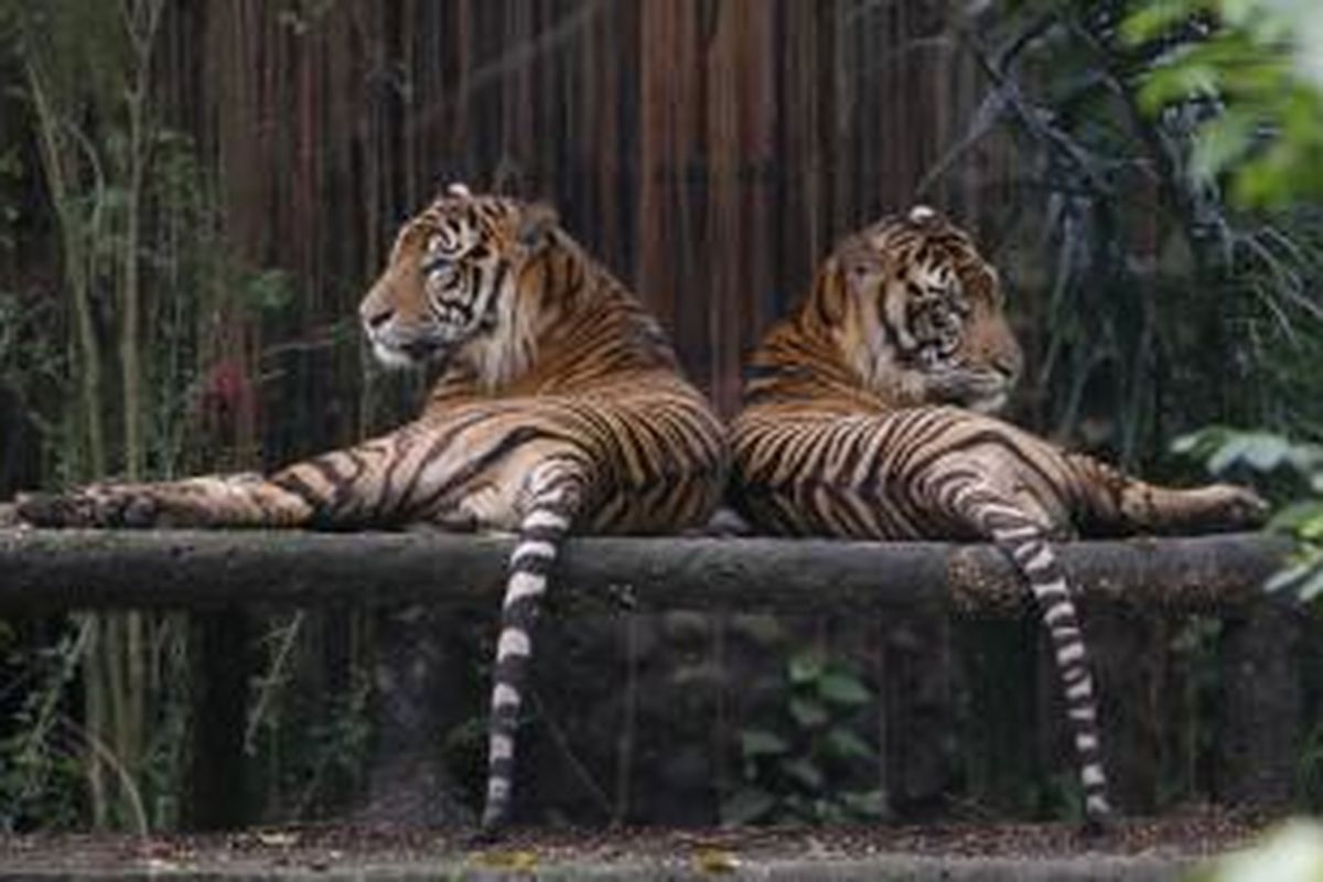 Sepasang Harimau Sumatera (Panthera tigris sumatrae) di Taman Margasatwa Ragunan, Jakarta, Selasa (16/3). Perburuan liar dan perdagangan gelap merupakan ancaman paling serius yang dihadapi satwa dilindungi tersebut saat ini yang kian mendekati kepunahan. 