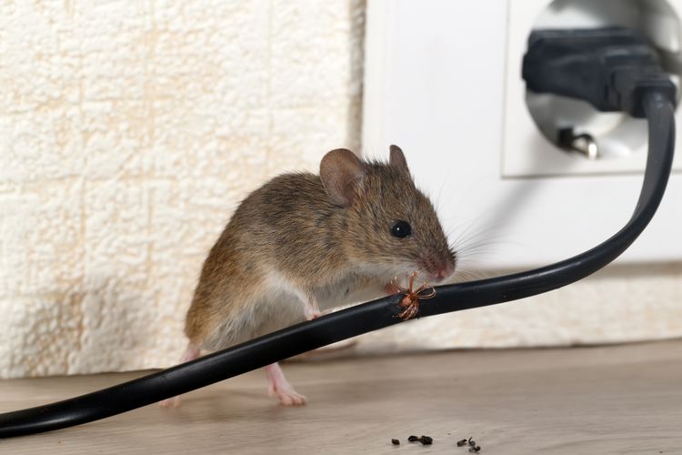 Cara Membasmi Tikus dari Kamar Tidur 