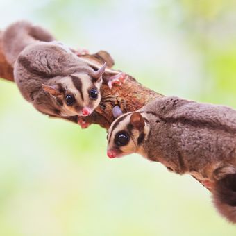 Ilustrasi sugar glider.