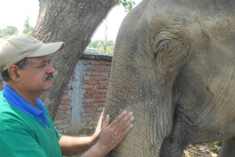 Dokter Kushal Konwar Sarma bersama seekor gajah yang dirawatnya. Dokter berusia 60 tahun itu dijuluki Dokter Gajah karena menyelamatkan 10.000 gajah di India dan Indonesia.