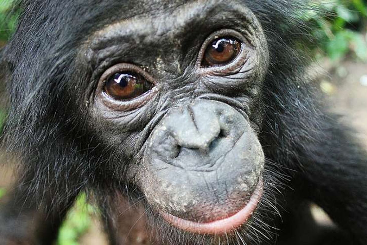 Bonobo, kera kerabat simpanse