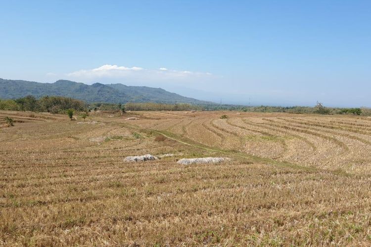 Ratusan hektar lahan sawah di Kabupaten Magetan, Jawa Timur mengalami kekeringan