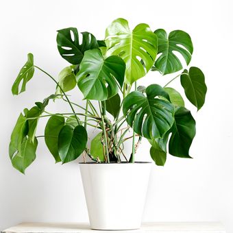 Ilustração da planta ornamental Monstera Deliciosa em ambiente interno.