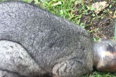 Kepala Possum Ini Terperangkap dalam Toples Selai Cokelat