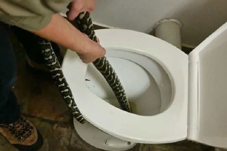 Ular masuk ke toilet di Australia