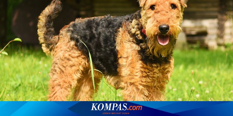 8 Ras Anjing Besar Ini Bulunya Tidak Mudah Rontok, Apa Saja?