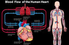 Sistem Sirkulasi Darah Manusia beserta Fungsinya