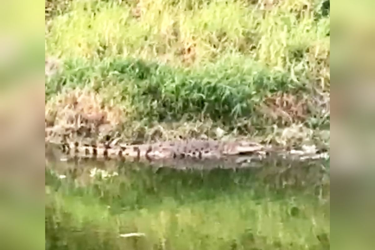 Potongan gambar kemunculan bunya besar berukuran empat meter di pinggiran kanal Jalan Anggrek Raya, Kecamatan Panakkukang, Kota Makassar, Sulsel, Sabtu (28/9/2024).