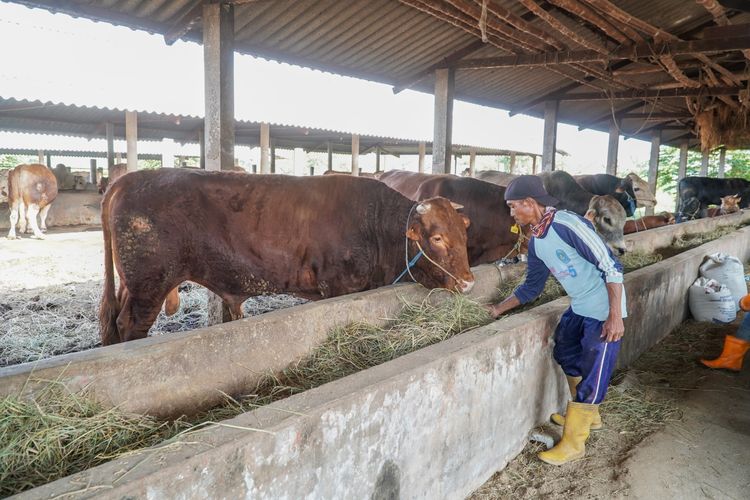 Kondisi sapi ternak di peternakan milik Teguh di Desa Takerharjo, Kecamatan Solokuro, Jumat (7/6/2024).
