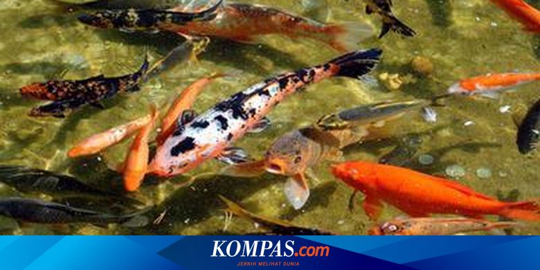 Filter Aman Kolam Koi Bebas Gangguan