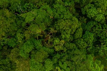 Hutan Terluas di Indonesia serta Potensi Ekologisnya