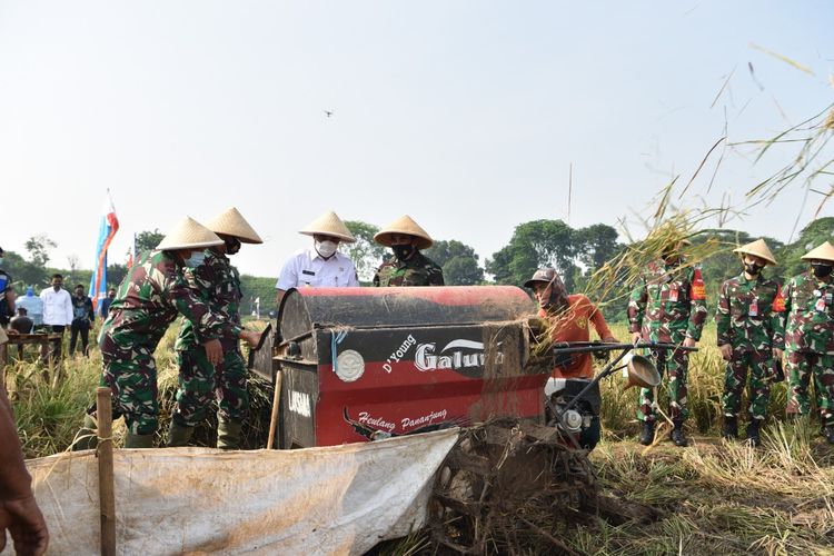 Wakil Gubernur DKI Jakarta Ahmad Riza Patria dan jajaran TNI melakukan panen padi di Lanud Halim Perdanakusuma, Rabu (11/11/2020).