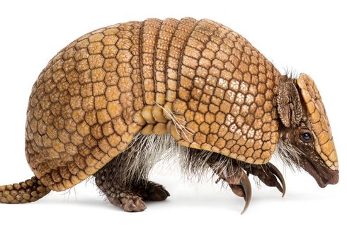 Bagaimana Cara Armadillo Berkembang Biak?