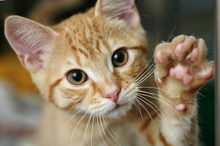 Mengapa kucing tidak suka telapak kakinya disentuh?