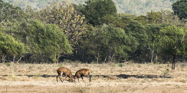 Taman Nasional Baluran (TNB) di perbatasan Banyuwangi-Situbondo, Jawa Timur.