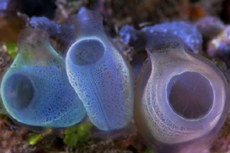 Sea Squirt, Hewan Penyedot Polutan Plastik