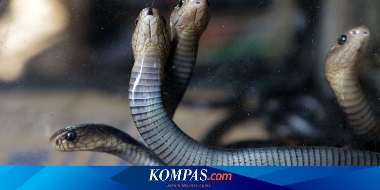 Ternyata Ini Penyebab Ular Kobra Banyak Muncul Pada Akhir 2019