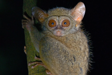 Studi Ungkap Tarsius, Primata Terkecil di Dunia Mampu Bernyanyi dengan Nada Tinggi