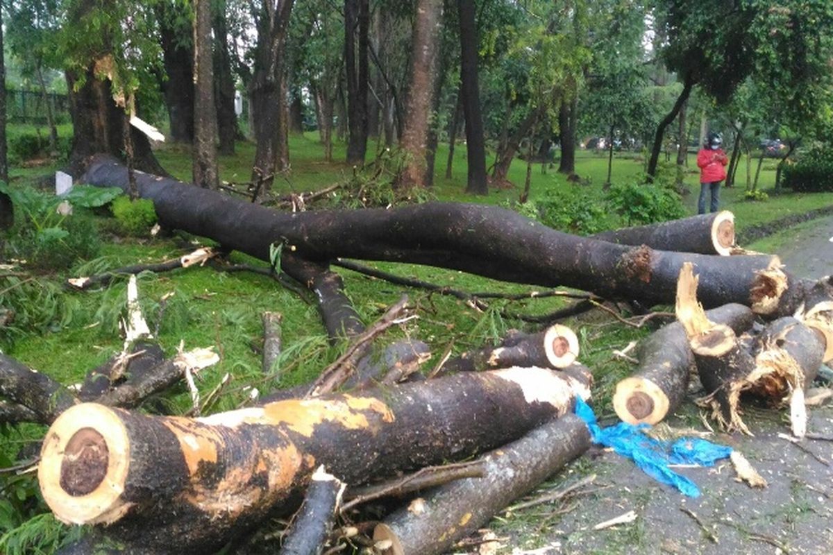 Pohon tumbang di sekitar Jalan Layang UI, Depok, Selasa (2/5/2017)