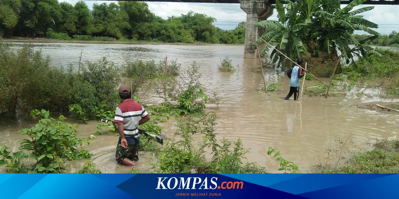 Berburu Ikan Mabuk di Aliran Sungai Bengawan Solo...