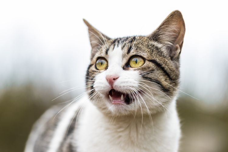 Kucing mengeong untuk mendapatkan perhatian manusia.