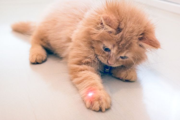 Ilustrasi kucing bermain dengan laser pointer. 