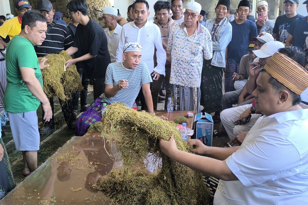 Haji Her melakukan penyortiran tembakau saat dilaukan pembelian di Gudang Bawang Mas Pamekasan, Kamis (21/8/2025)