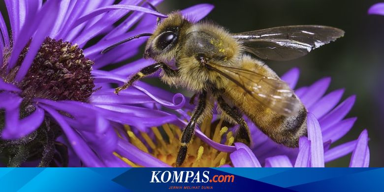 Sering Dianggap Sama, Ini 4 Perbedaan Lebah dan Tawon - Vimarsana News