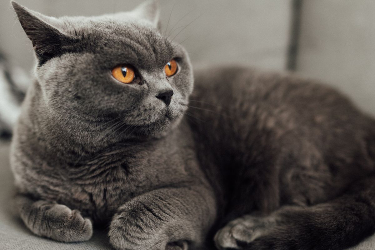 Karakter sales british shorthair