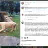 Video Viral Singa di Faunaland Ancol Tampak Sakit, Ini Penjelasan Pengelola