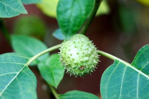 Buah Kecubung Bisa Bikin Halusinasi, Apakah Berbahaya jika Dikonsumsi?