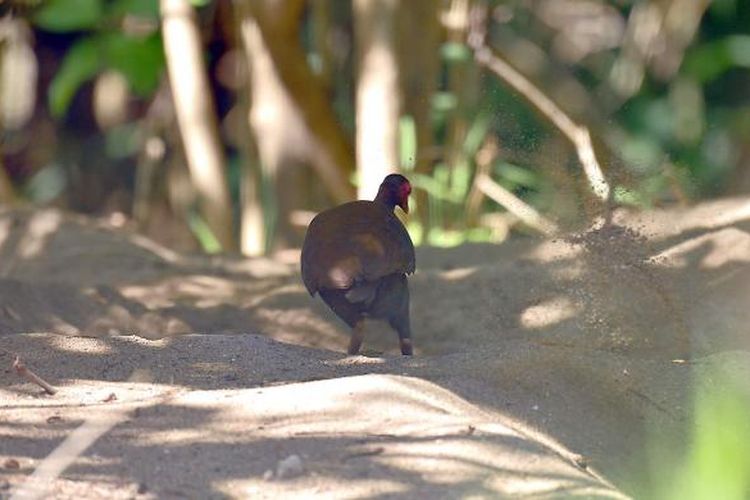 Seekor burung Gosong sedang menggali pasir untuk meletakkan telurnya di pulau Manumpitaeng, Kabupaten Sitaro, Sulawesi Utara.