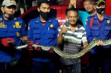 Pythons Scare Off Humans from Their Houses Twice This Week in Greater Jakarta Area