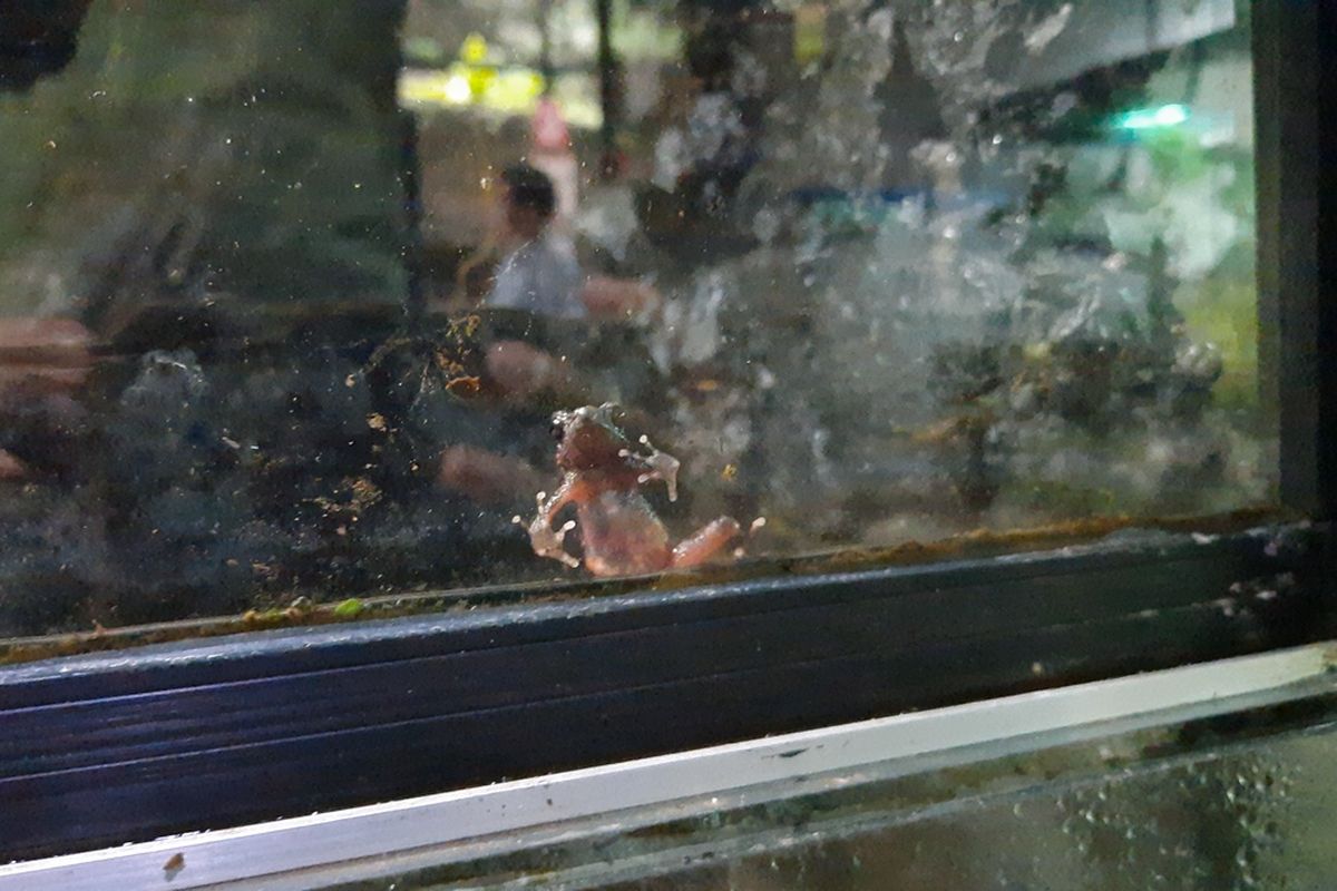 Kondisi kodok merah yang begitu kecil berada di penangkaran Taman Safari Indonesia (TSI) Puncak Bogor, Jawa Barat. Penangkaran itu diberi penerangan dan didalamnya ada tumbuhan asli.