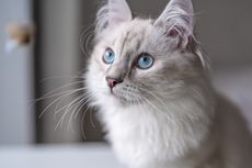Terungkap, Cara Kucing Mengawasi Tuannya Tanpa Perlu Bergerak