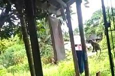 Kawanan Monyet Serang Permukiman, Ketua RW: Ketika Dihalau, Mereka Menantang