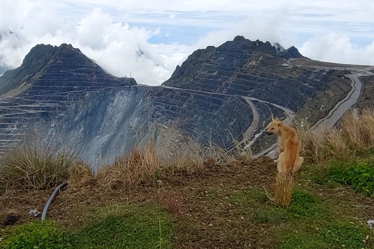 Anjing Dingo Kembali Bernyanyi di Puncak Grasberg Papua 