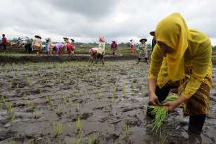 Petani menanam padi di Festival Padi Banyuwangi