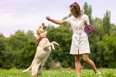 Tips Melatih Anjing agar Setia kepada Pemiliknya