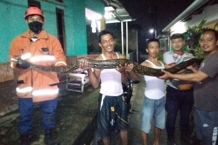 Petugas Dinas Pemadam Kebakaran dan Penyelamatan Kota Depok dan warga berhasil mengevakuasi satu ular jenis sanca di Pancoran Mas, Depok, Minggu (16/1/2022) dini hari tadi. 