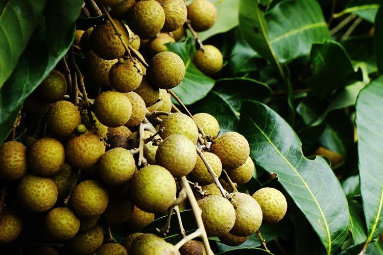 Ilustrasi pohon kelengkeng, buah kelengkeng. 