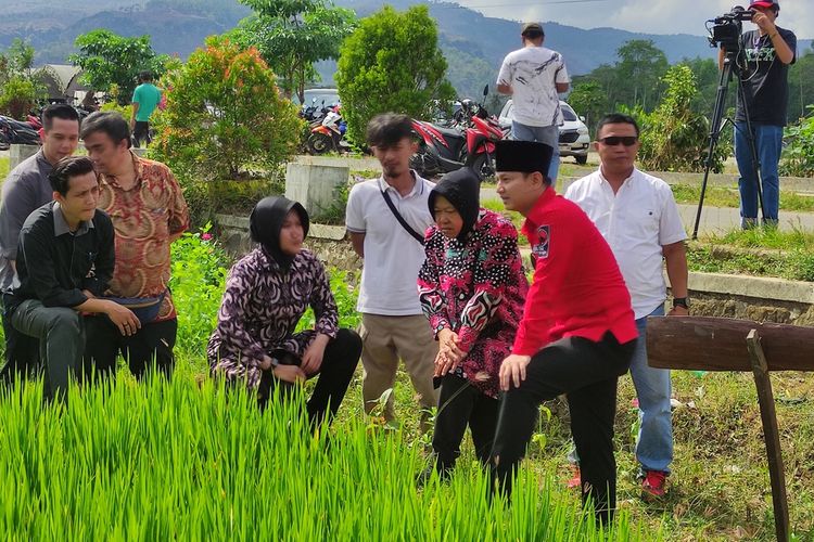 #---Cagub Jatim Tri Rismaharini didampingi Calon Bupati Trenggalek Mochammad Nur Arifin, melihat tanaman padi hasil inovasi lahan pertanian hemat air di Desa Sukorejo Kecamatan Gandusari Trenggalek, Jumat (11/10/2024)---#